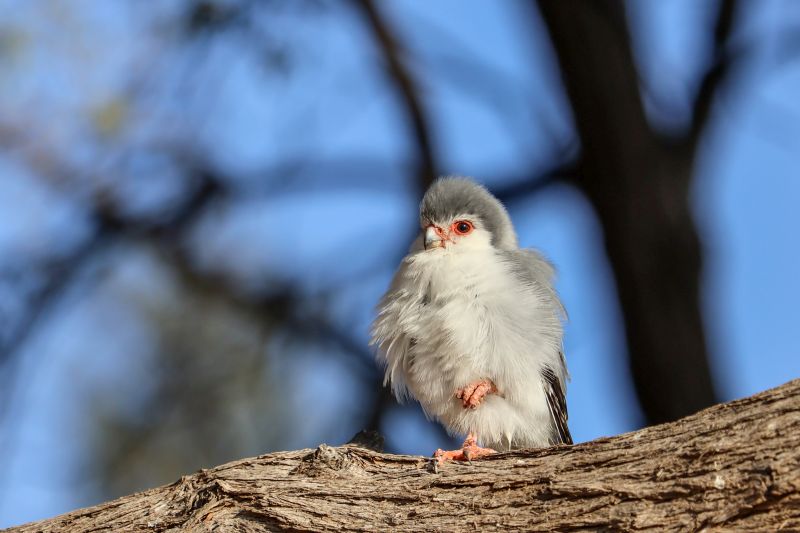 Pygmy Falcon Ballet Dancer-Christelle Engelbrecht from Charlie Hofmeyr HS