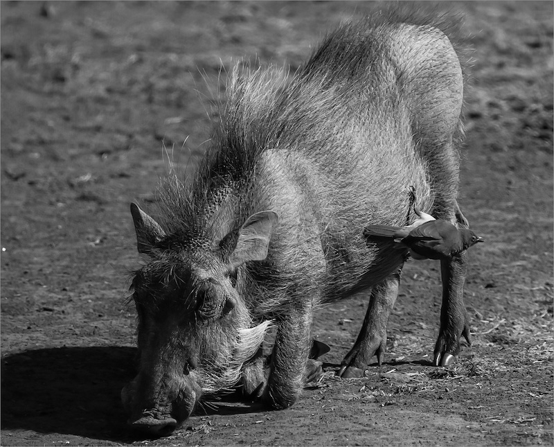 APE Silver Medal- HOGG HOST by Ruben Roodt