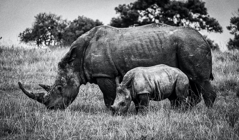 IAAP Diploma- Mother and her little one by Jani Van Der Merwe