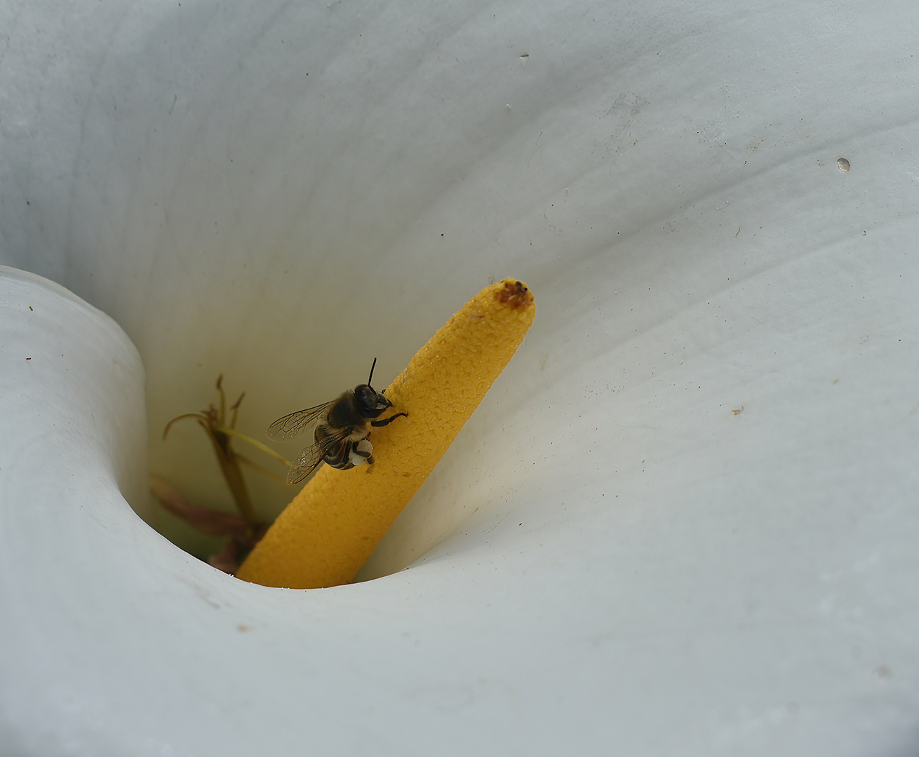 Arum lily and bee by Raidon Myburg from Aristea Fotoklub