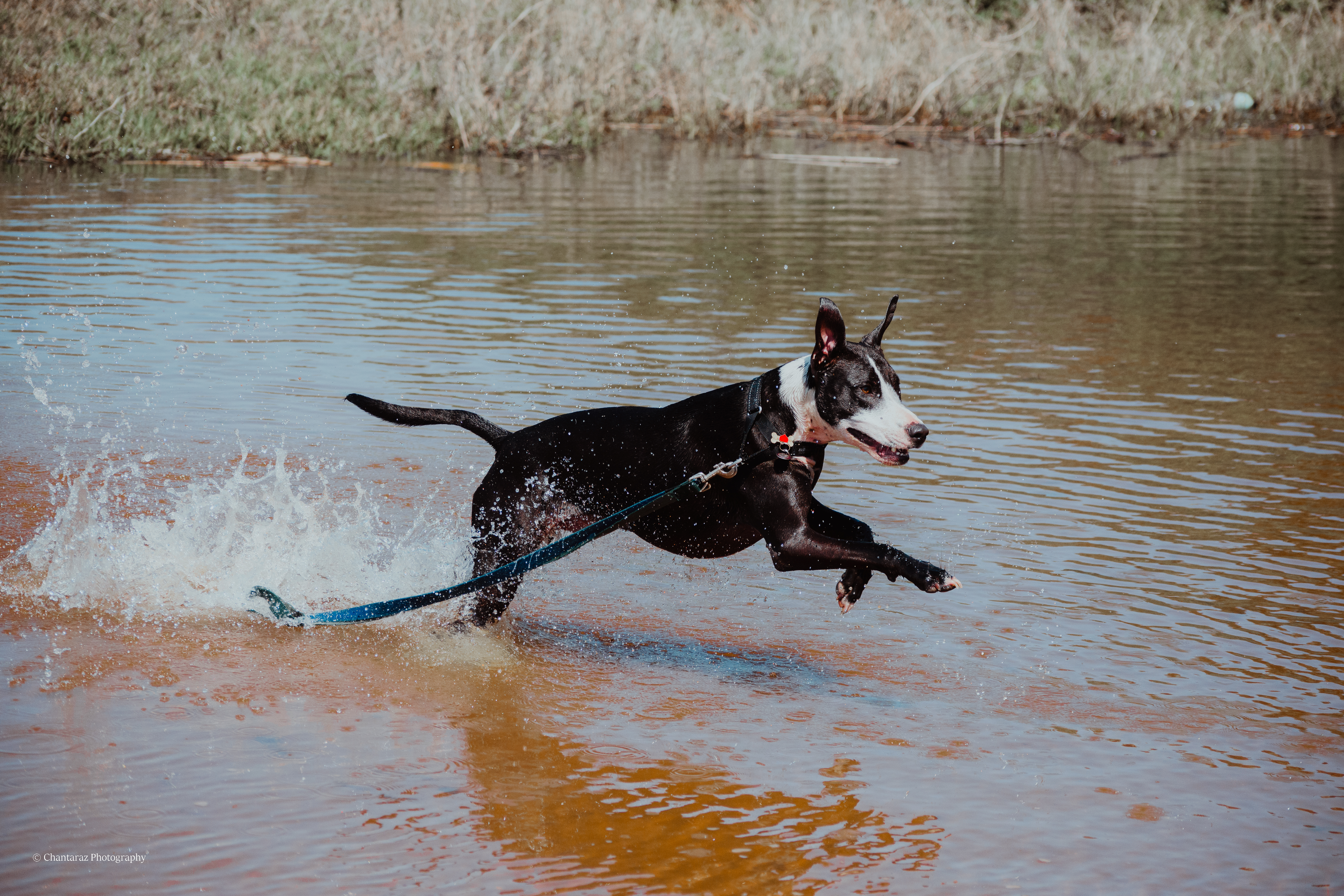 Blaze in the waves by Madison Polchet from Bryanston HS