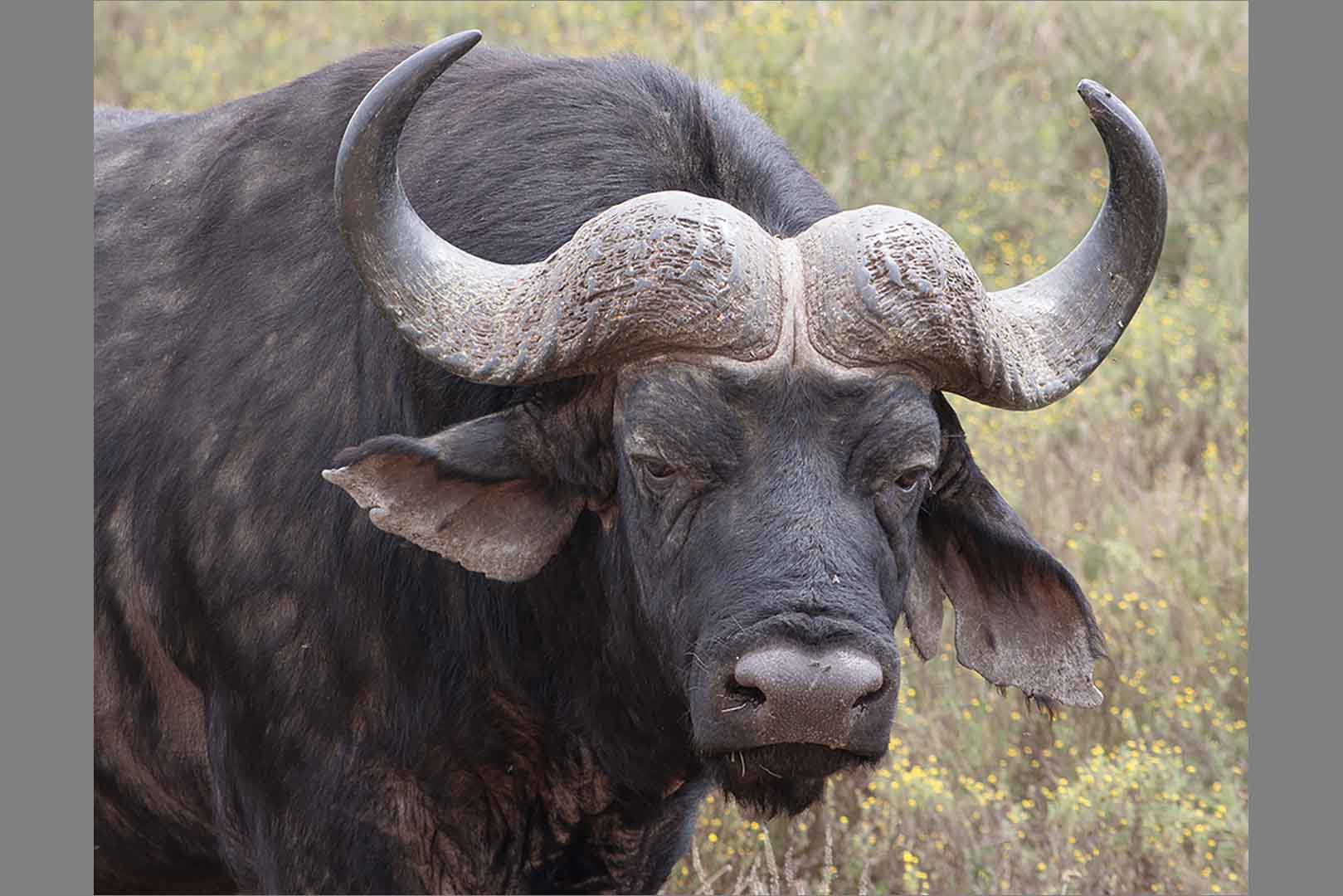 Buffel by Meryna Smith from Brandpunt FK