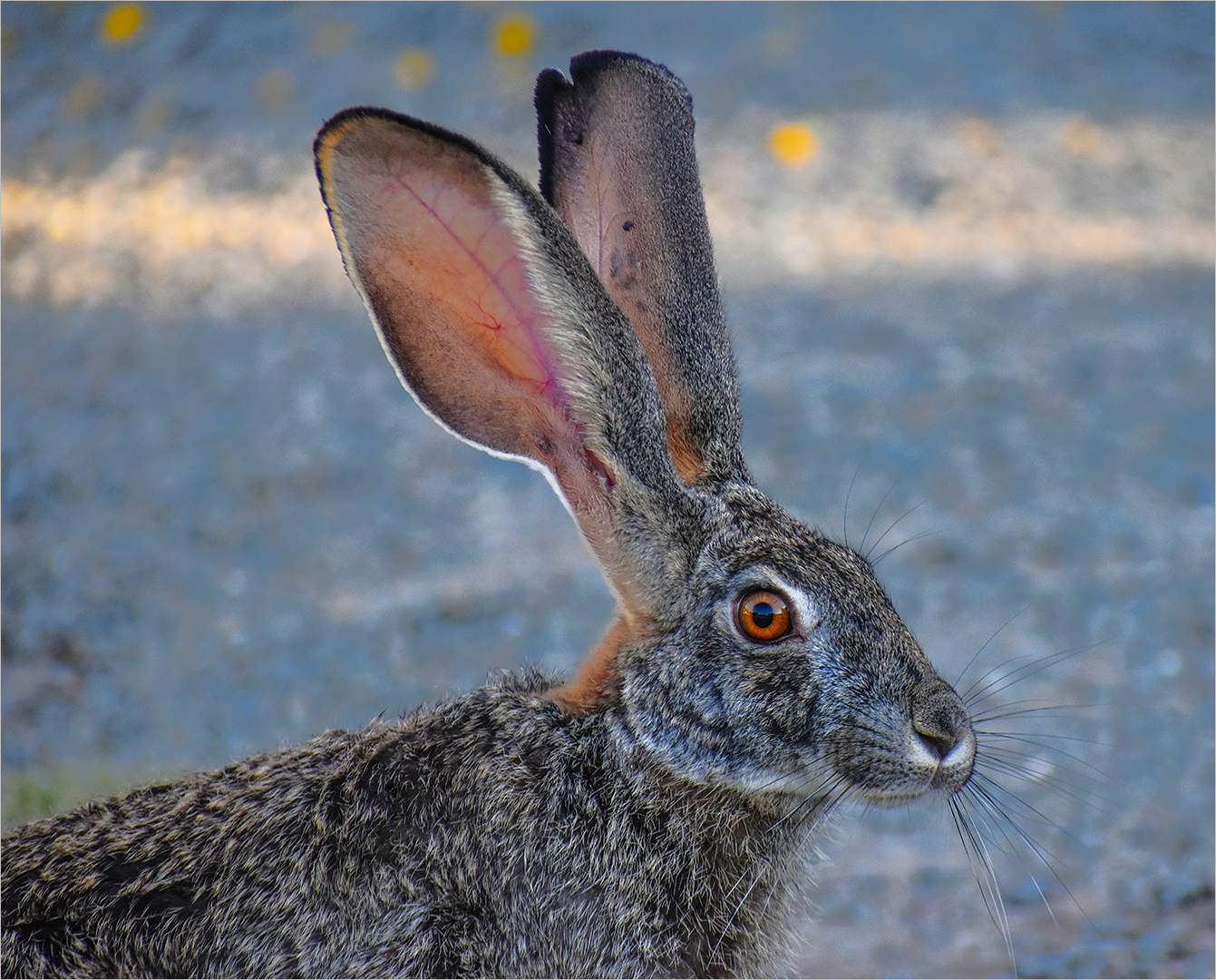 Hare by Johane Van Pletsen from Linden HS