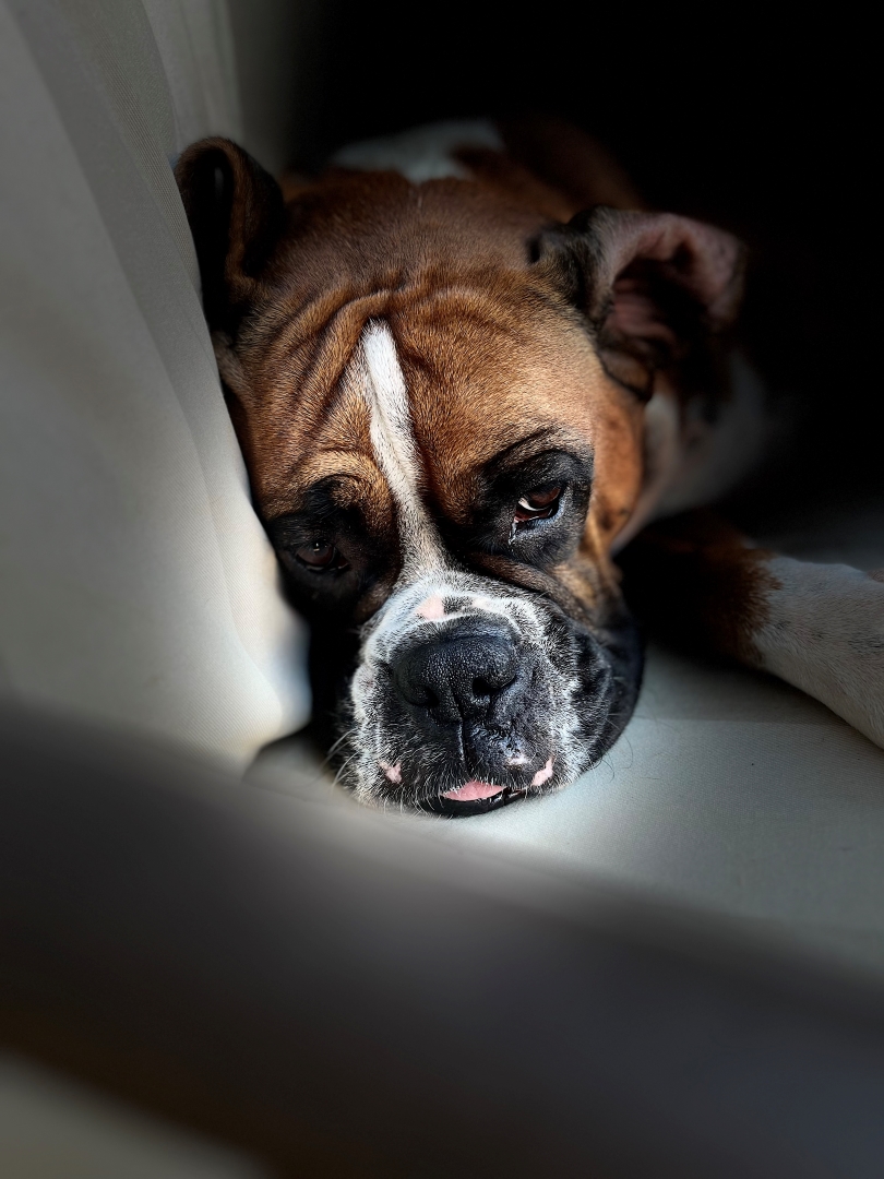 Sleeping Dog by Lienka Schutte from Hennopspark LS