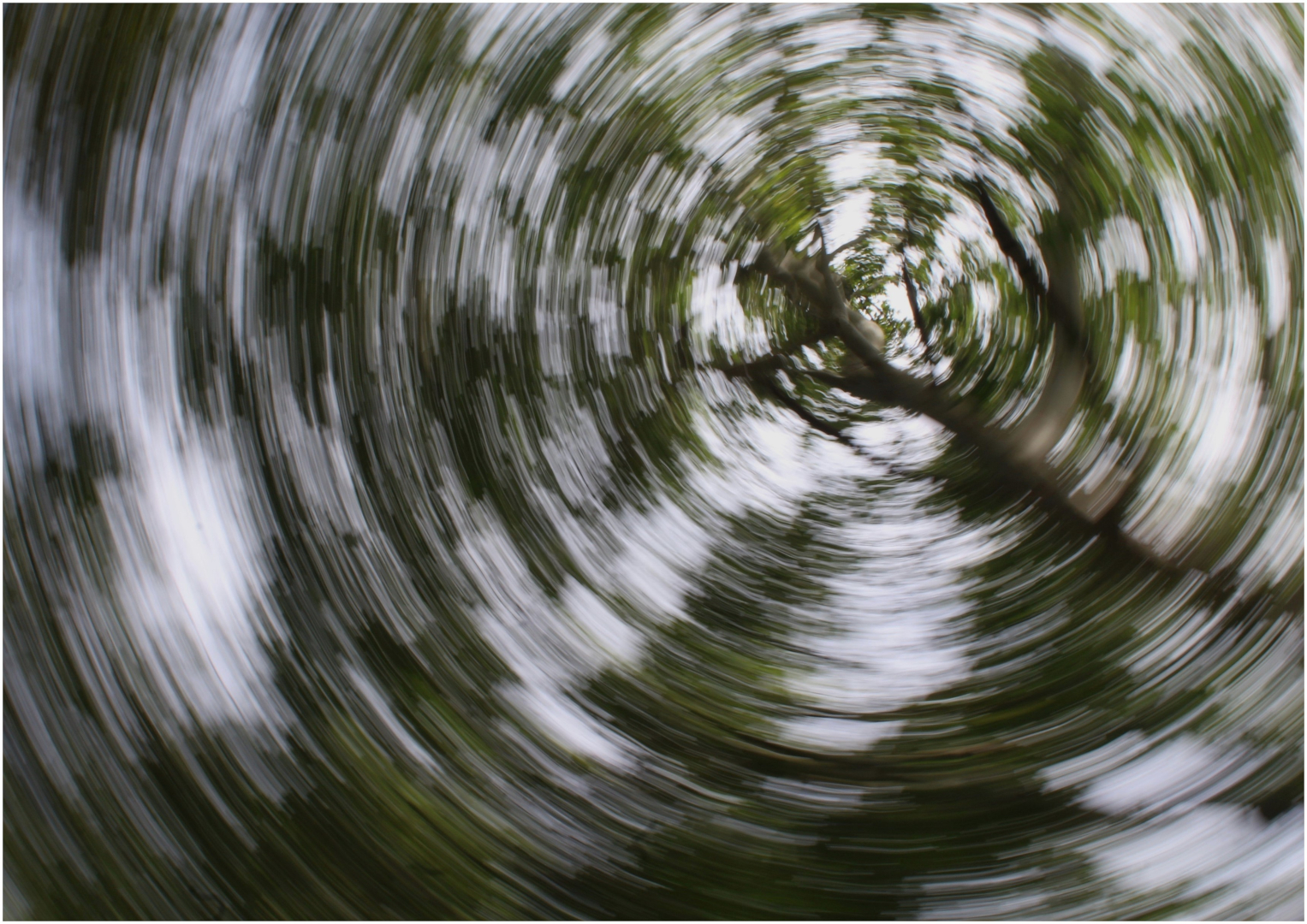 Treetop spiral by Abigail Pretorius from AFO Photography Club
