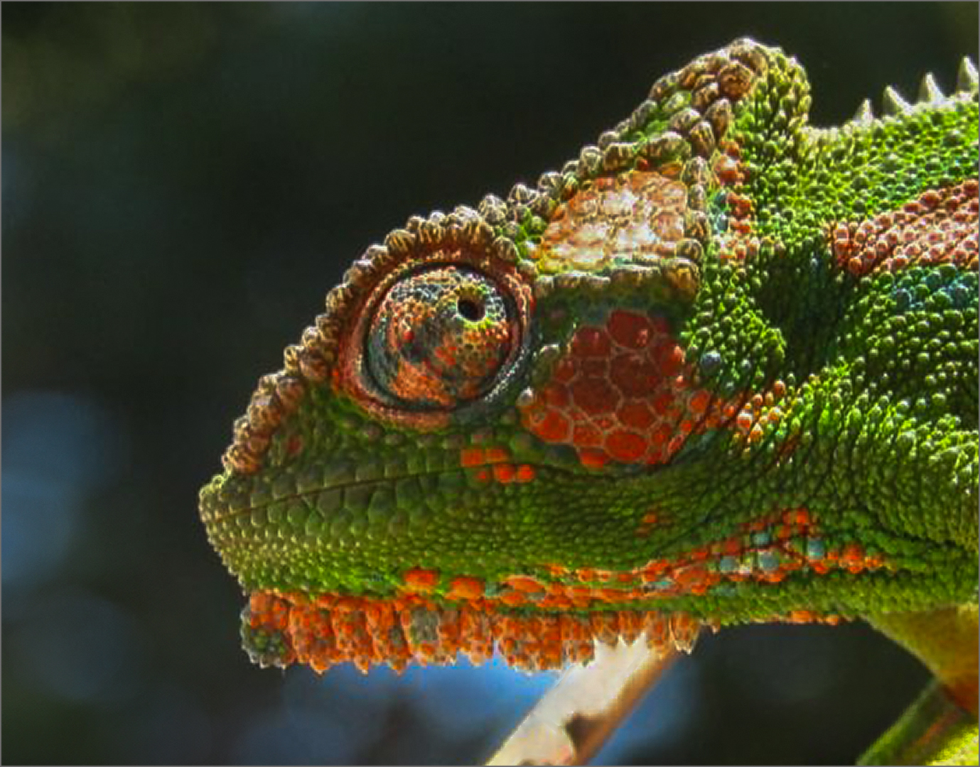 Verkleurmannetjie by Antonique Delport from Bellville HS