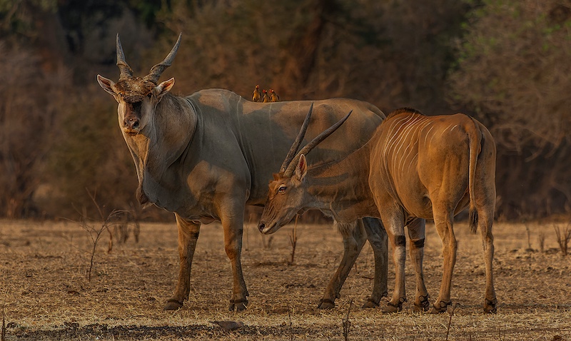 Nature- GIP 2025 Kochertal - Eland by  Landi Drotsky from Hoogenhout HS