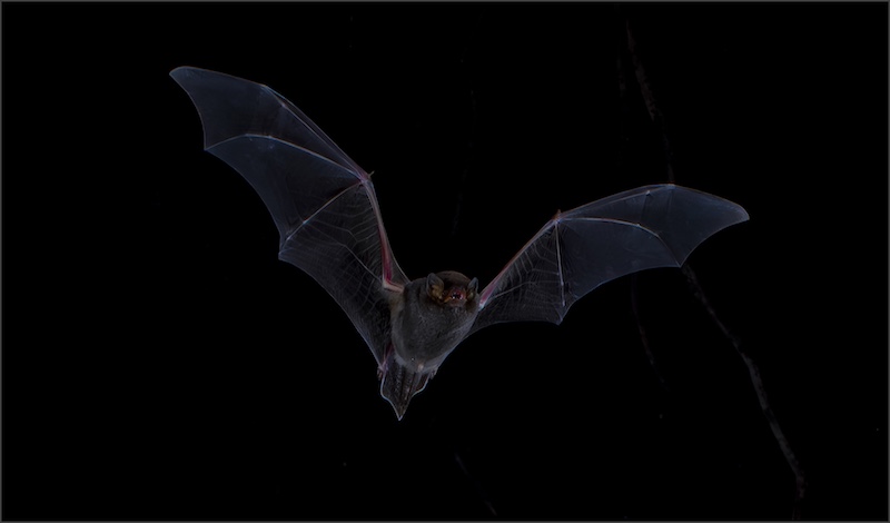 Nature- GIP 2025 Neckartal - Nagvoëltjie by  Duané Langner from Centurion HS