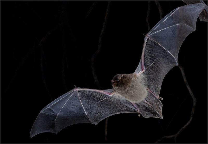 Batman deur Merie Langner van HS Centurion