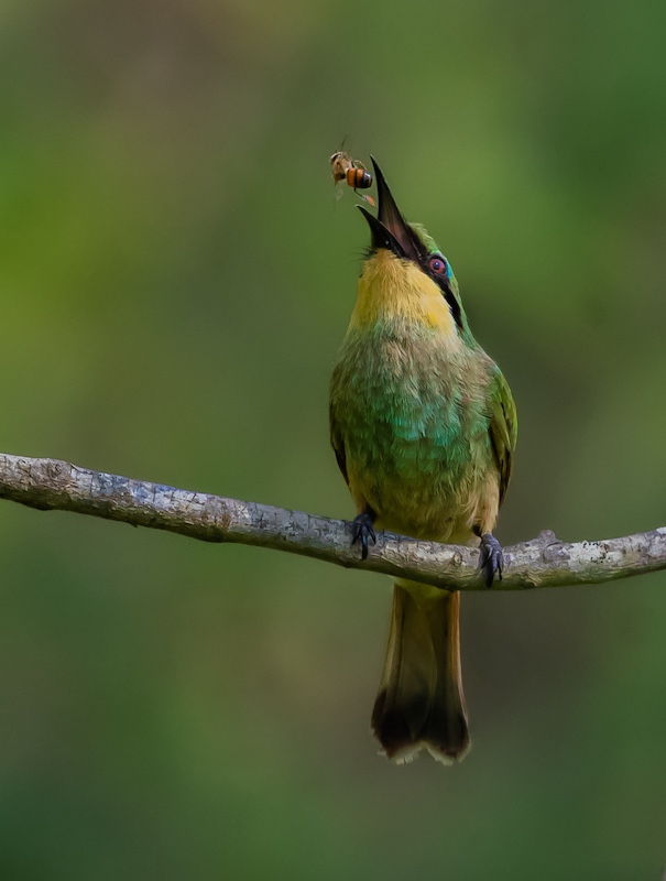 Nature - Little Bee by Haydn Mc Clure from Ashton College Ballito
