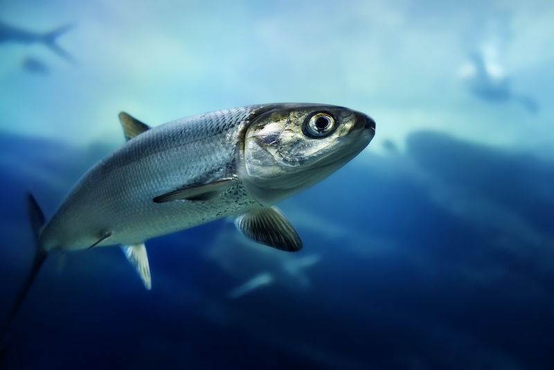 Open Colour - Metallic Glide by Phiane Oosthuizen from HS Linden