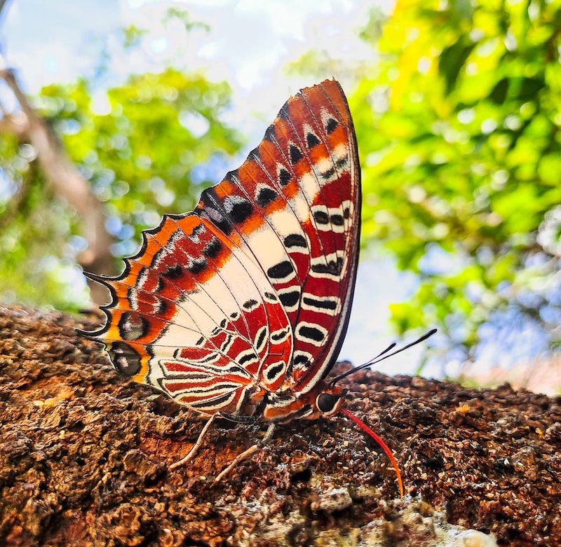 Nature - Tussen boom en bas by Mari Fivaz from Piketberg High School