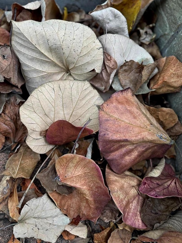 Set Subject - Herfsblare elkeen uniek by Luka Terblanche from Christelike Privaatskool Malmesbury