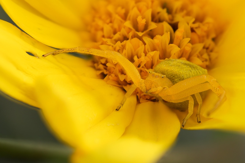Nature-Yellow Crab Spider by Stefan Botha from Hermies Photography Club