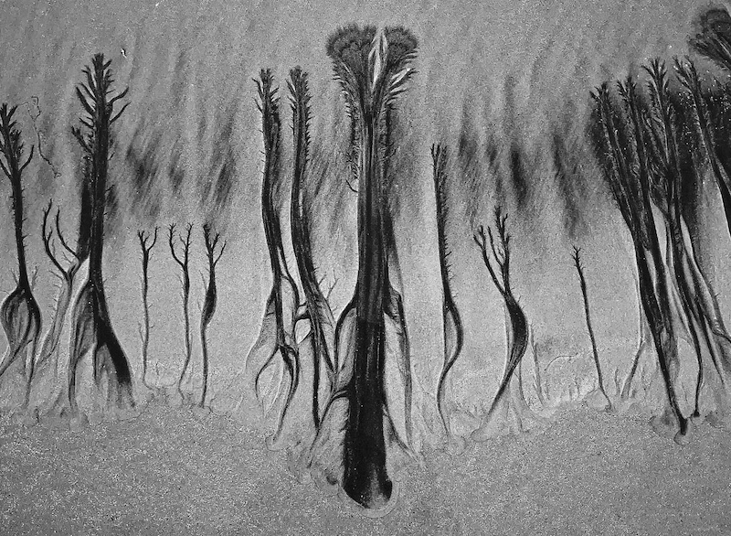 Set Subject-Sea forrest by Mari Fivaz from Piketberg HS Fotoklub