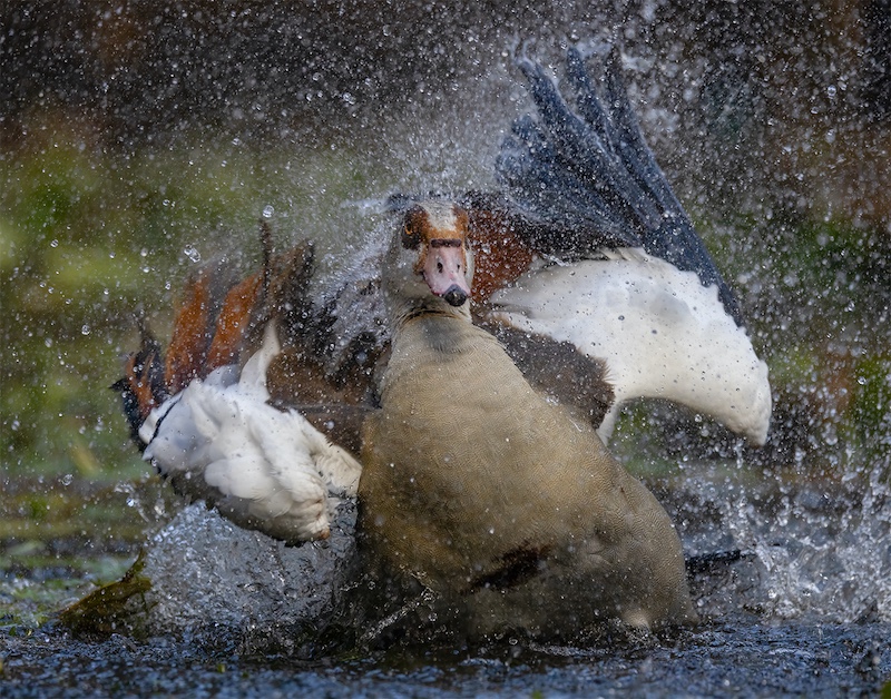 Nature - Phiane Oosthuizen with Goose in the Groove from Linden HS