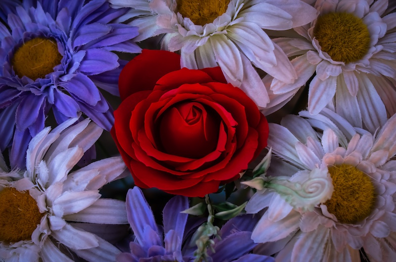 Set Subject - Joanna Manoj with The Hope that Blooms from Queenstown Girls High School