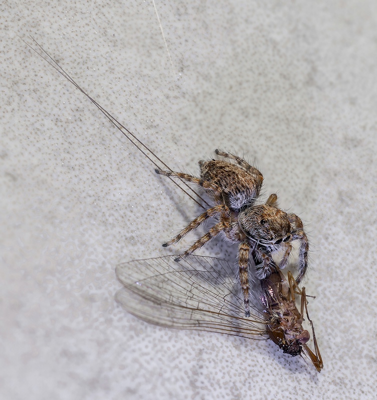 Nature-Phiane Oosthuizen with No Escape from HS Linden