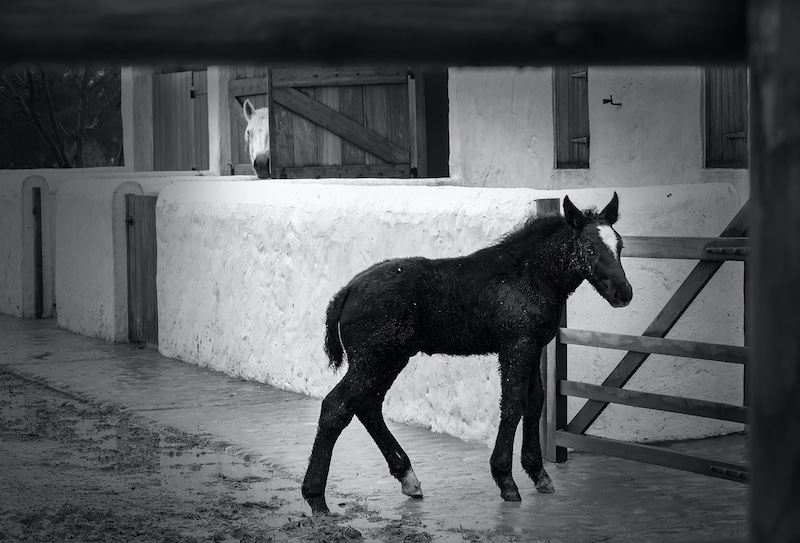 Open Monochrome-Phiane Oosthuizen with Time to Come in Dear from HS Linden