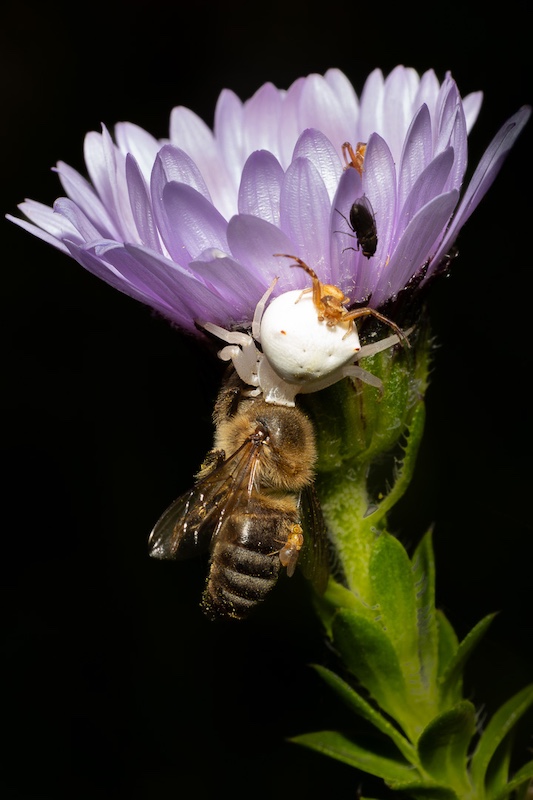 Nature-Stefan Botha with Theres a spider on my bud from Hermies Photography Club
