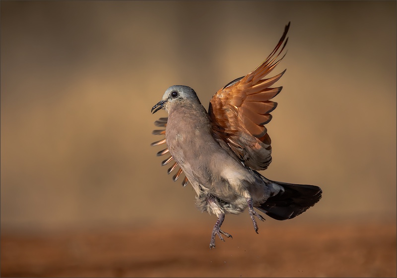 Bethal Fotografie Klub - Reinardt Herselmann - Take off