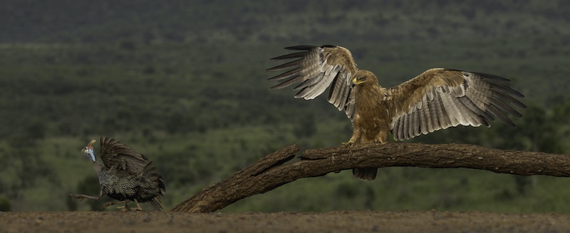 Brandpuntfotoklub - Mari Rossouw - Scary Tawny