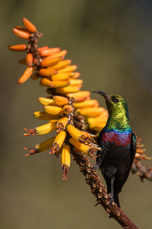 Cape Town Photographic Society - Charlene Naude - Marico sunbird