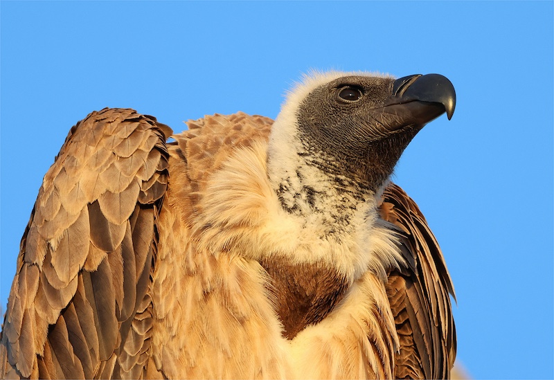 Eden Photographic Society - Jan-Hendrik Janse van Rensburg - Aasvoel