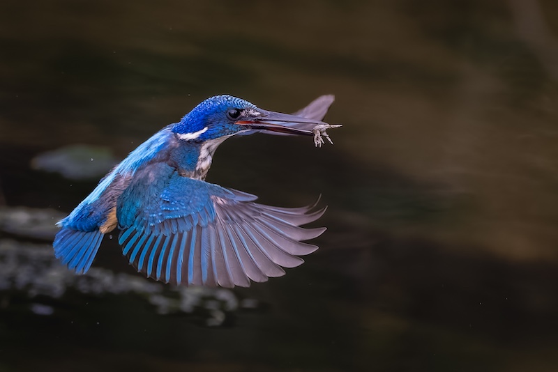 Knysna Photographic Society - Terence  Clarke - Half collared fly by
