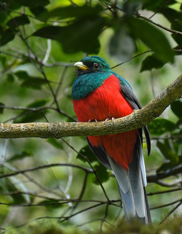 Kowie Camera Club - Derick Oosthuizen - Trogon in the Forest