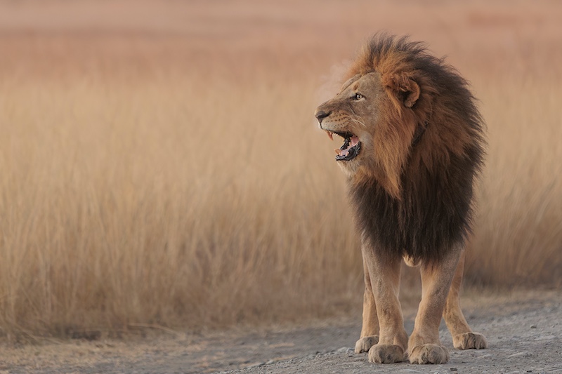 Maritzburg Camera Club - Laura Smit - Morning Grumpiness
