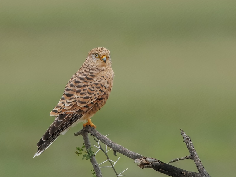 Pretoria Photographic Society - Mary-Ann Costello - Greater Kestrel