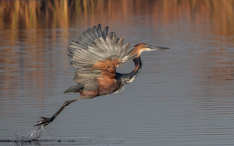 Sandton Photographic Society - David Stein - Wally the goliath on the wing