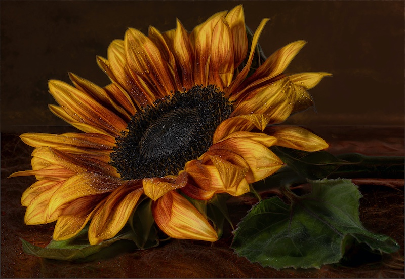 Brandpuntfotoklub - Elsa E van Dyk - Red and Yellow Sunflower