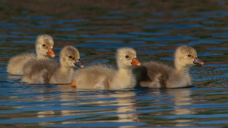 Durban Camera Club - Percy Mitchell - Little Goslings