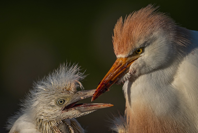 George Camera Club - Deon Barnard - Hungry