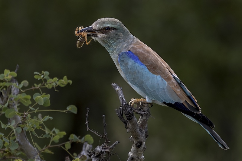 Harties Fotografie Klub - Ben Koekemoer - LBR with a snack