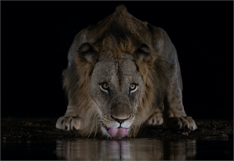 Highway Camera Club - Howard Gillitt - Lion at the waterhole