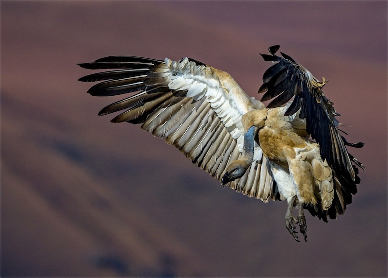 Kriel Foto Club - Steyn Joubert - Cape Vulture Descending