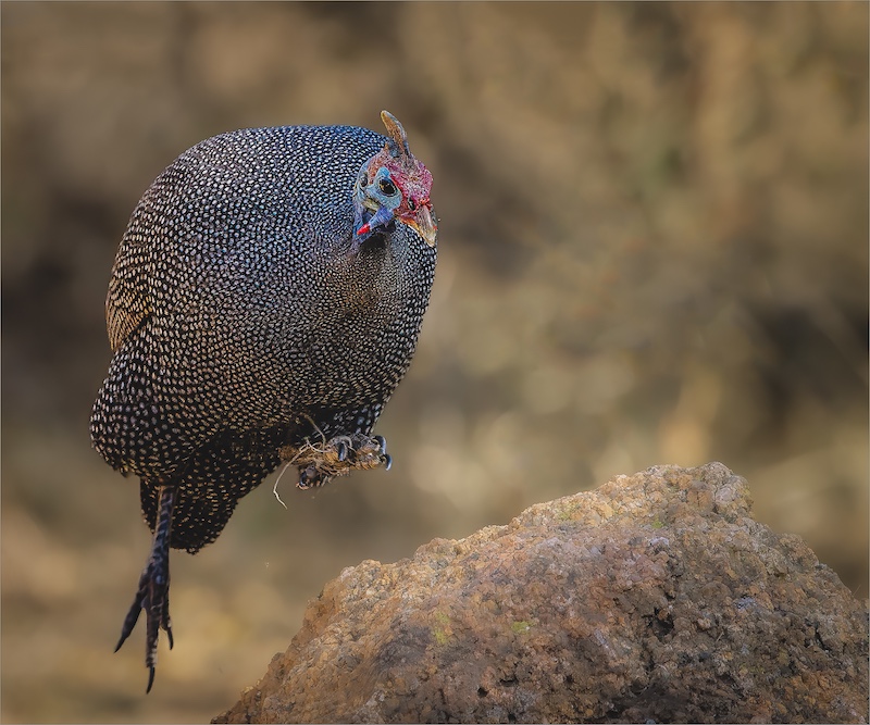 Krugersdorp Camera Club - Johan Strydom - Jump for your life