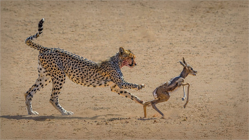 Magalies Foto Fun Club - Willie Labuschagne - Learning to catch prey