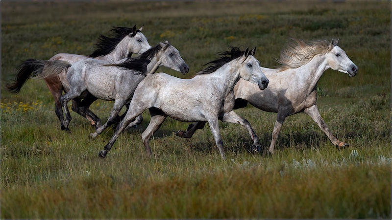 Port Elizabeth Camera Club - Johan Jordaan - Four horses running