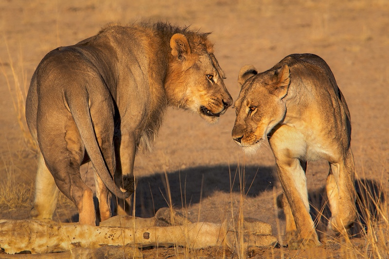 Pretoria Photographic Society - Johan Hosten - Unhappy Lion