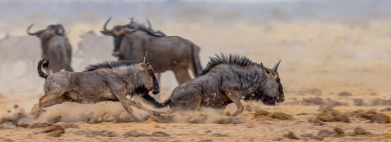 Prince's Grant Camera Club - Sharlene Cathro - Tap Tackle