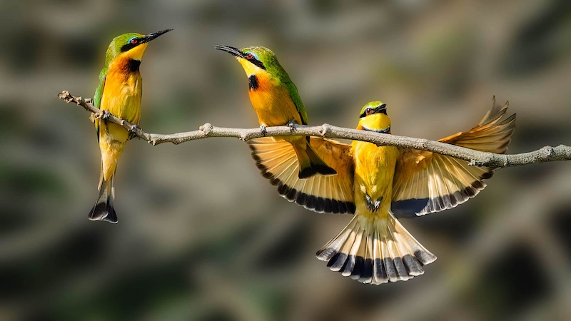 Sapphire Coast Camera Club - Johan Botha - Three Little Birds