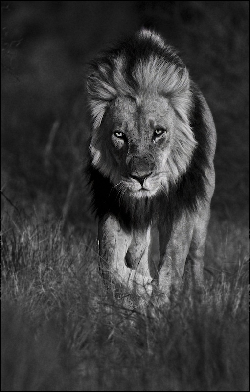 Sasol Highveld Photography Club - Peter Winnan - On the move