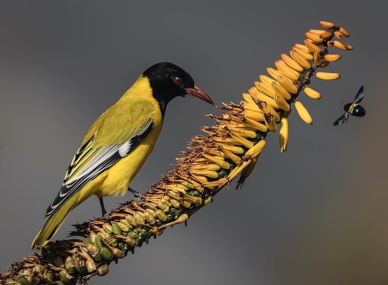 Southern Suburbs Camera Club - Rodney Cory - Black Headed Oriole