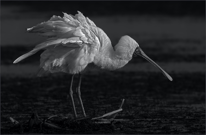 Springs Photographic Club - Theo vd Merwe - Feather Dance