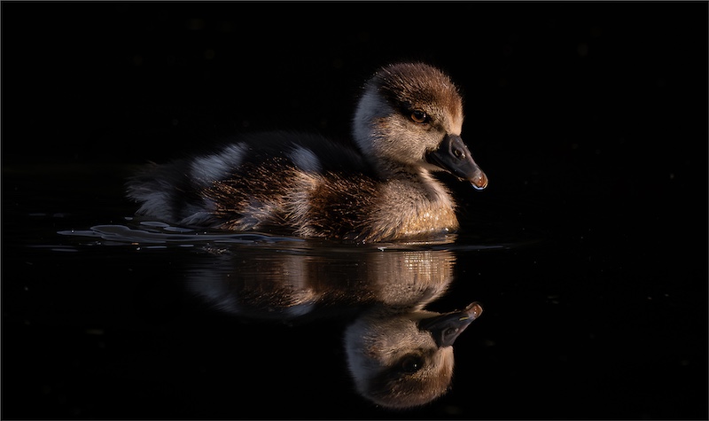 Westville Camera Club - Buan Stanley - Early morning swim