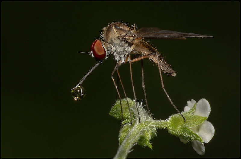 Bethal Fotografie Klub - Cobus Manders - Muskiet met waterdruppeltjie